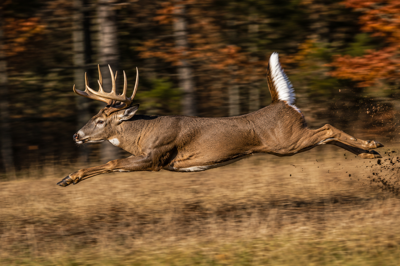 A mature whitetail buck at full sprint across an open field in autumn, tail flagged white, hooves off the ground mid-bound, fall foliage in the background.