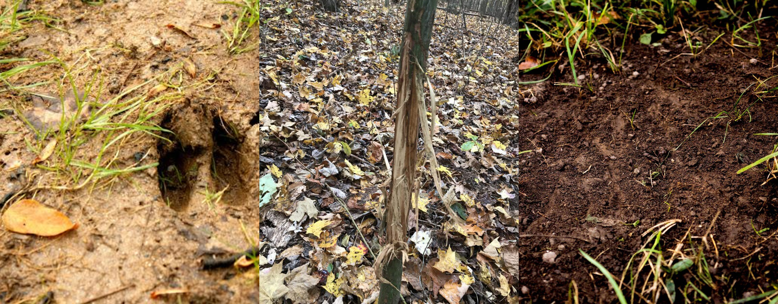 Three panels of whitetail deer sign: a fresh hoof print pressed into wet mud, a fresh antler rub with shredded bark peeled away, and a fresh scrape on bare dirt surrounded by grass.